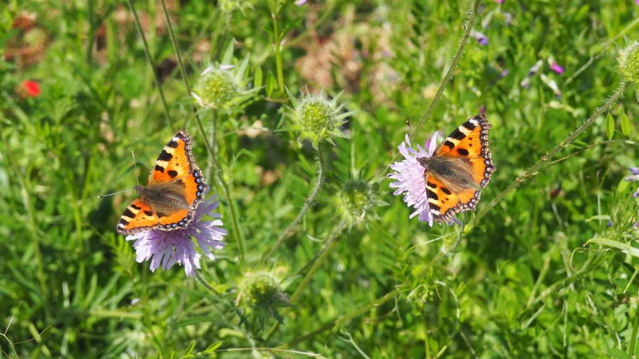 Apartmán Urlaub Im Naturgarten Bergneustadt Exteriér fotografie